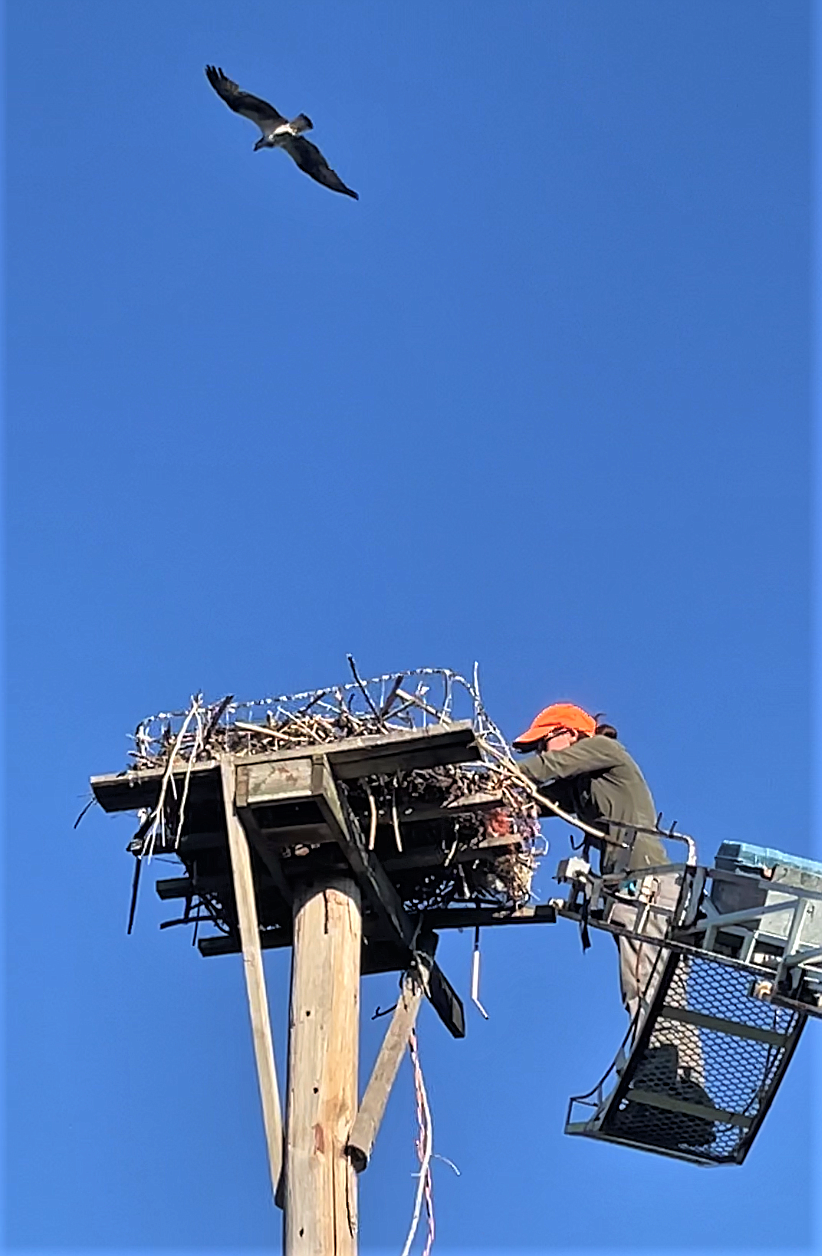 With a worried parent looking on, biologist Beth Mendelsohn of the Owl Research Institute based in Charlo works to untangle baling twine from an osprey chick at Ninepipes. (Courtesy photo)