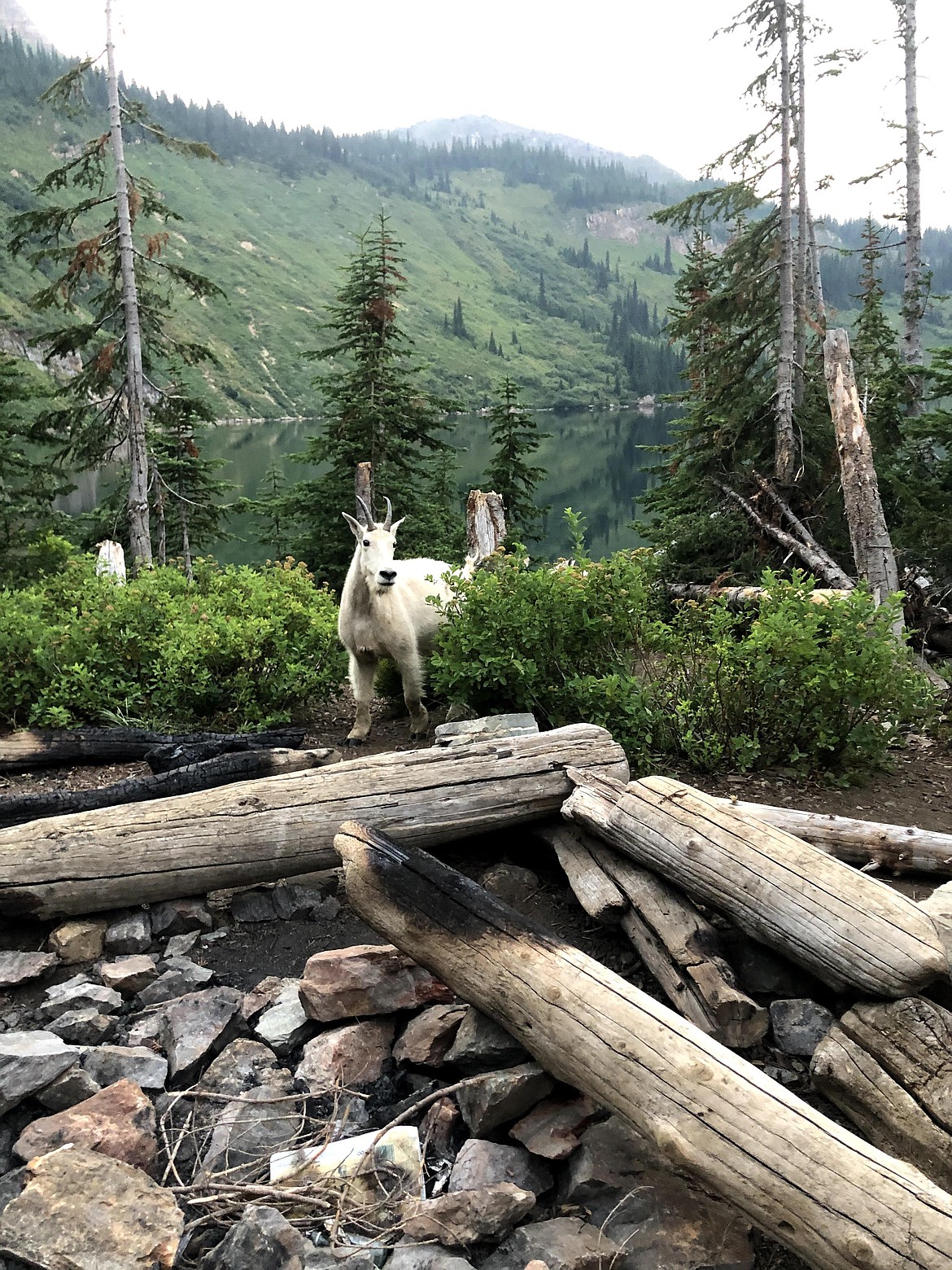 Mountain goats frequent the Heart Lake Trail area. (Great Burn Conservation Alliance photo)