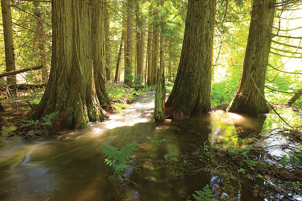 Western red cedars are dying, here’s how you can help the research