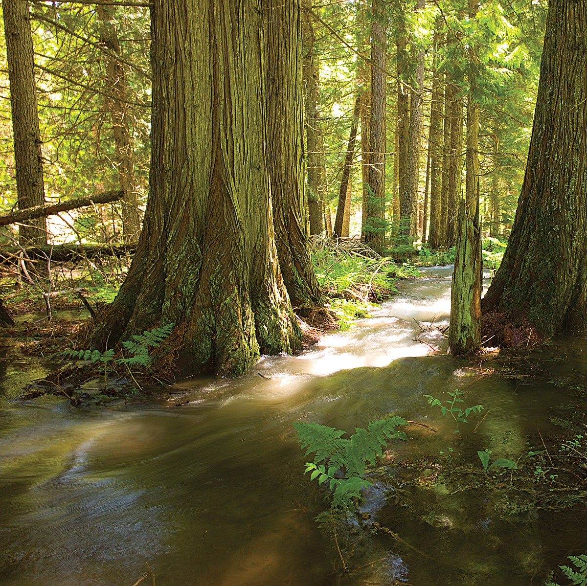 Many Glacier Valley trails closed due to flood risk