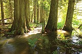 Western red cedars are dying, here’s how you can help the research effort