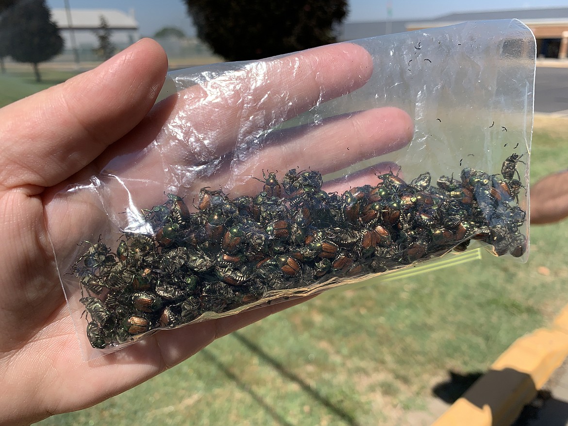 Some of the over 400 Japanese Beetles caught in Grandview in late June.