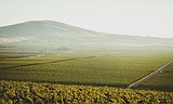 Goose Gap becomes state’s latest certified wine region
