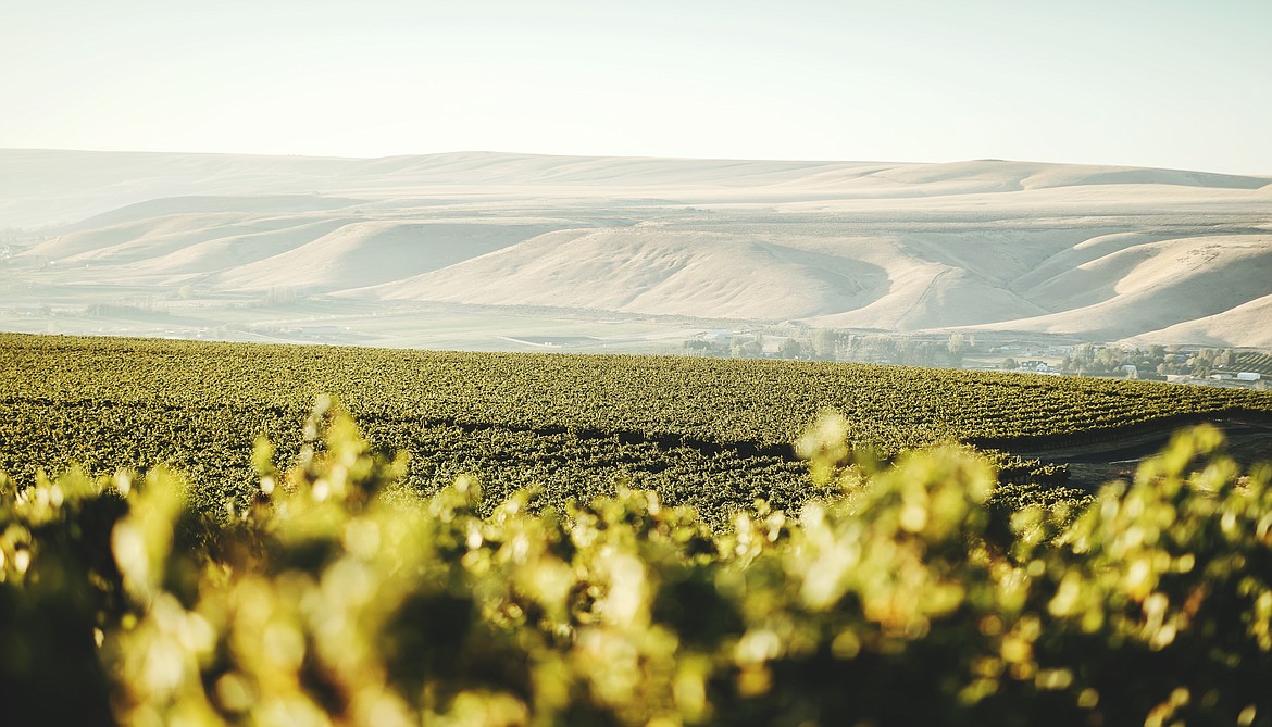 Goose Gap, which became Washington state's 19th certified American Viticultural Area on July 1.