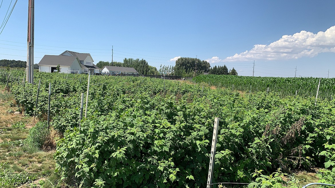 The Berry Patch is a 1-acre u-pick farm at 13038 Baseline.5 Road SE in Moses Lake.