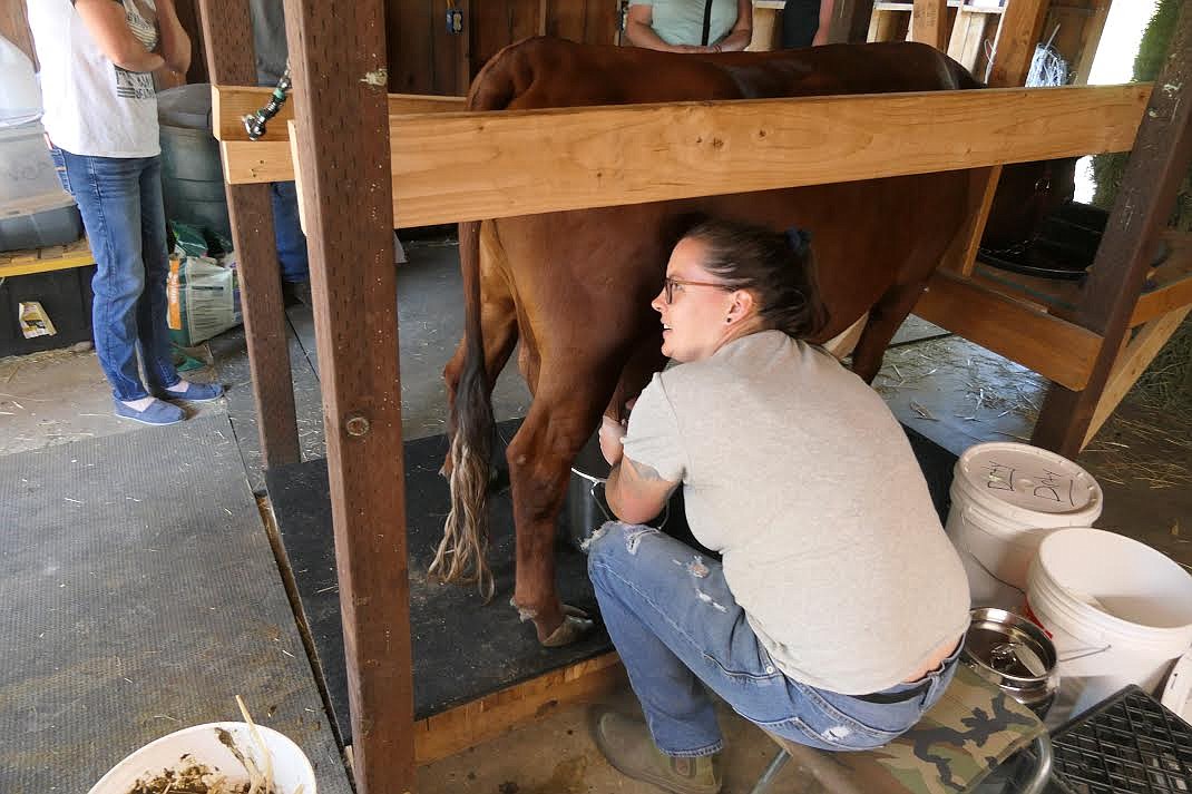 Plains homesteader Tara Browning milks a cow during a tour of her operation last week. (Adam Lindsay/Valley Press)