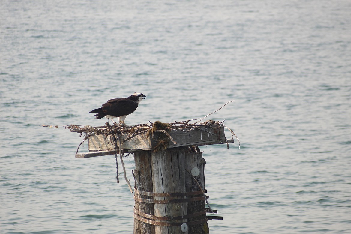 JOEL DONOFRIO/Press
An adult osprey cries out as it guards a nest atop a piling in Cougar Bay, on Lake Coeur d'Alene, during Saturday's Osprey Cruise.