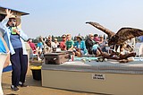 Osprey feeling the heat, too