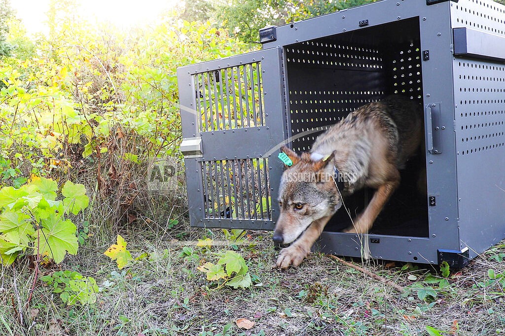 In this Sept. 26, 2018, file photo, provided by the National Park Service, a 4-year-old female gray wolf emerges from her cage as it is released at Isle Royale National Park in Michigan. Wolf pups have been spotted again on Isle Royale, a hopeful sign in the effort to rebuild the predator species' population at the Lake Superior national park, scientists said Monday, July 12, 2021. (National Park Service via AP, File)