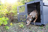 Scientists: Pup births hopeful sign for Isle Royale wolves