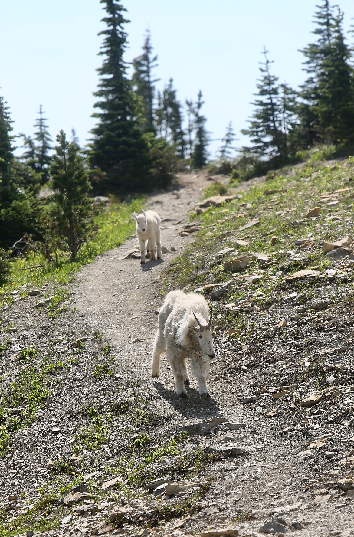 Scenes from the summit trail to Mount Aeneas last Friday, July 9.
Mackenzie Reiss/Bigfork Eagle