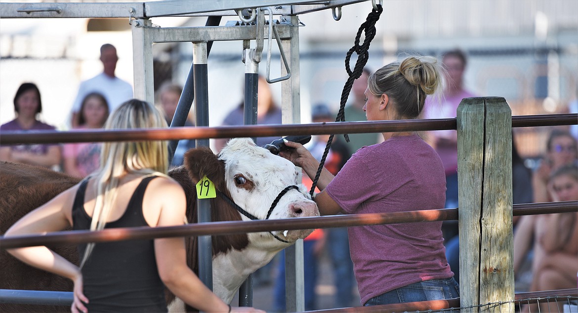 Kayla Lowery demonstrates methods for trimming and blending a steer's coat to best capture judges' eyes. (Scot Heisel/Lake County Leader)