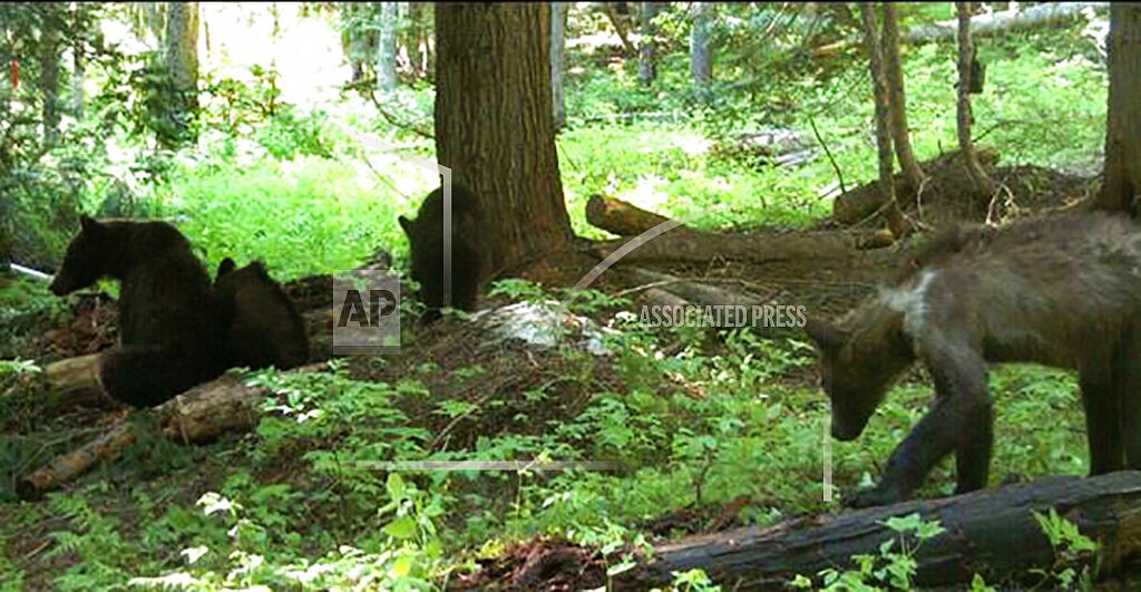 In this July 15, 2021, remote game camera image released by Washington Department of Fish and Wildlife, a first for Washington state, wildlife biologists recently captured and fitted a female grizzly bear (Ursus arctos) with a radio collar, far left, near Metaline Falls in northeast Washington. The bear is accompanied by three yearling offspring, was then released to help biologists learn more about grizzly bears in Washington state. The bear was captured about ten miles from the Washington-Idaho border on U.S. Forest Service land by U.S. Fish and Wildlife Service (Service) biologists. The three yearlings dispersed into the surrounding woods while biologists did a general health check on the mother and fitted her collar, then returned to be with mom when the humans went away. (Washington Department of Fish and Wildlife via AP)