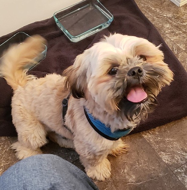 Toby, a 5-month-old Shih Tzu, sits happily in Annette Hernandez’ home June 18, after he was found by Hernandez.