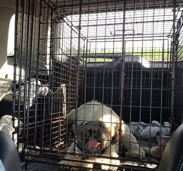 Toby, a 5-month-old Shih Tzu, sits in the humane safe trap the Lost and Found Pets of Grant County, Washington, group left out for him in mid-June.