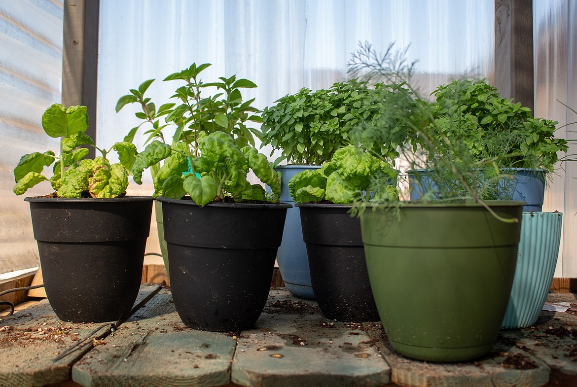 Basil plants and other herbs line the top shelf of the greenhouse at the home of Stephanie Suarez of Moses Lake.