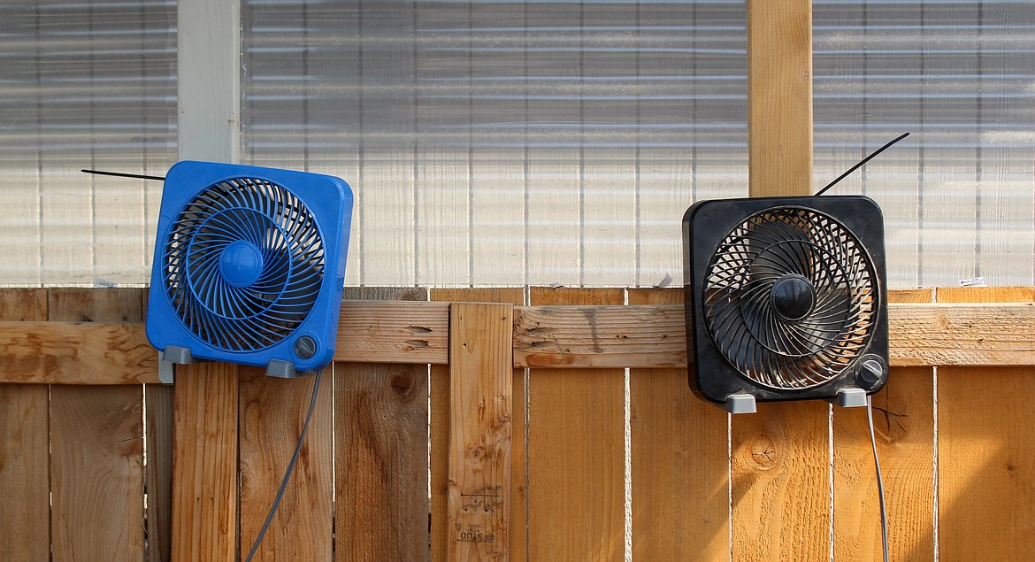 A pair of fans on the wall help control the temperature in Stephanie Suarez’ greenhouse.