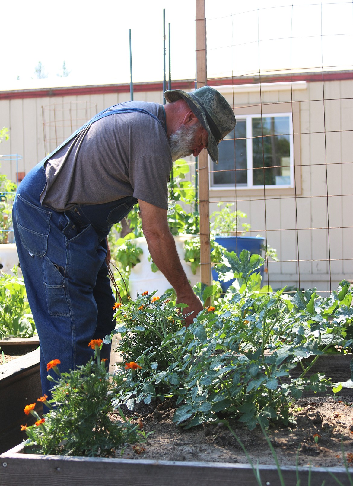 Rand Rosencrans deadheads marigold flowers in the Lake Pend Oreille High School garden.