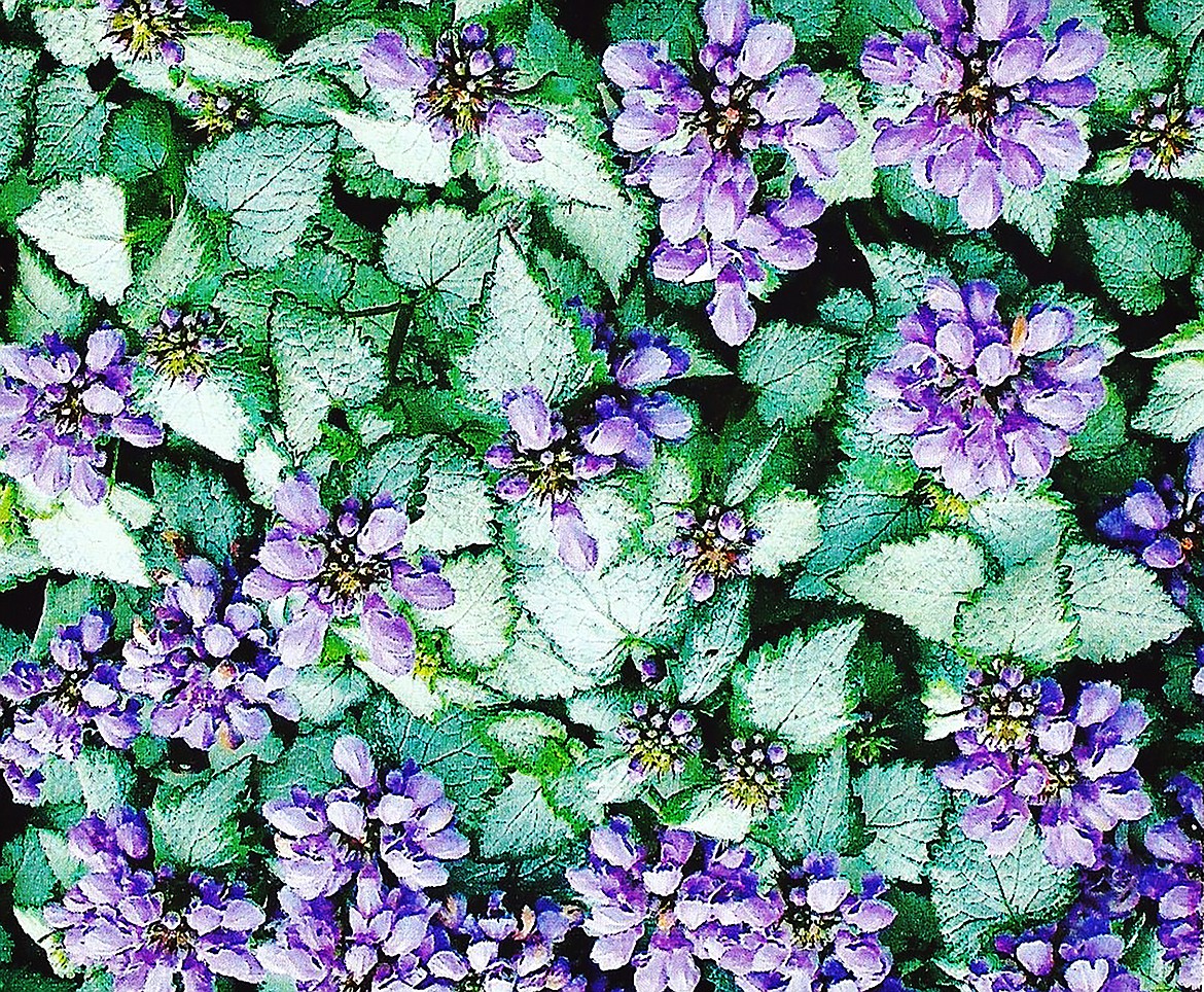 Lamium adds color and hardiness as cover or in patches.