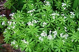 Ground-covers offer options for yard, landscaping