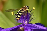 Bee-impersonating flies show pollinator potential