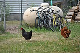 Celebrating the urban chicken craze