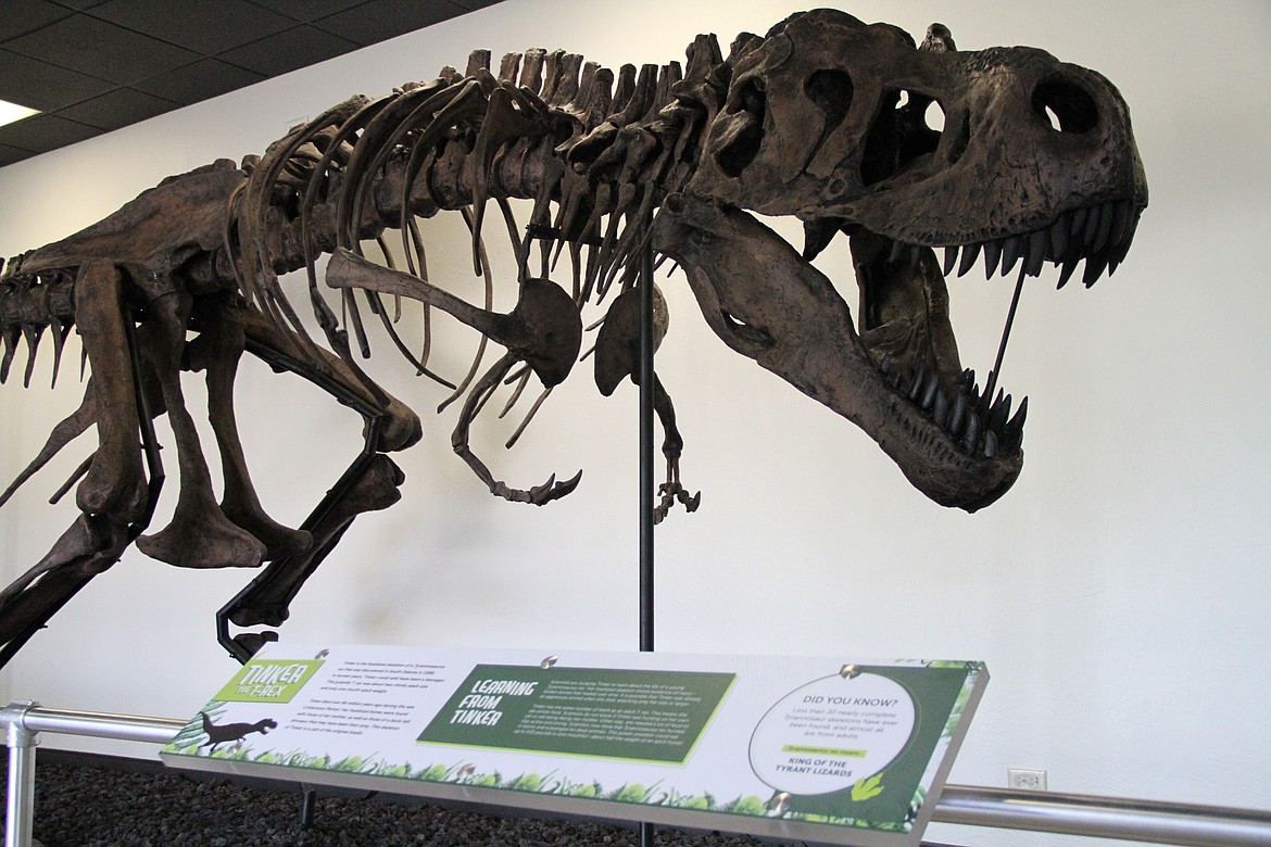 Tinker the T-Rex is currently on display at the Discovery Center of Idaho.