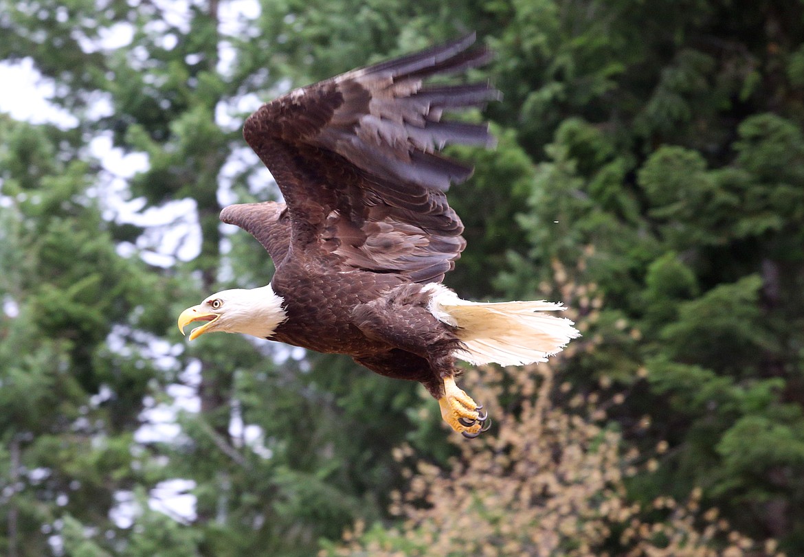 A bald eagle named "Wolf" flies to freedom Tuesday.