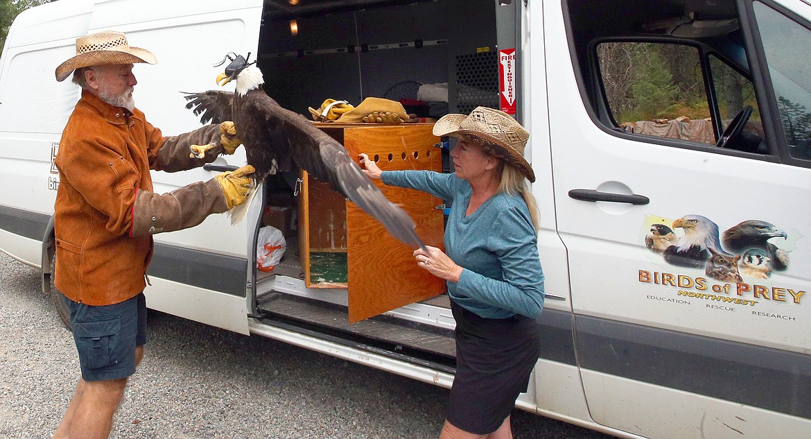 Don and Jane Veltkamp of Birds of Prey Northwest remove a bald eagle from its box and prepare to remove its hood before it is returned to the wild Tuesday.