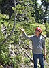 Effort looks to preserve whitebark pine on Big Mountain