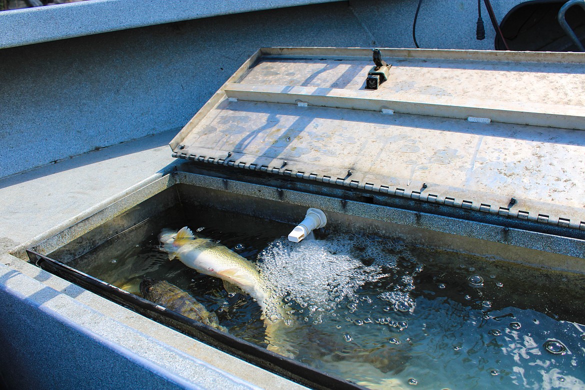 Walleye swim about in the Ross Outdoors Adventures’ live well on Potholes Reservoir.