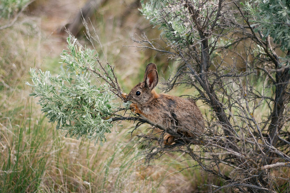 A Columbia Basin pygmy rabbit nibbles on sagebrush in the Beezley Hills Preserve. Above: Keeping fire out of the preserve, where pygmy rabbit recovery efforts were hindered in 2020, is an ongoing effort.