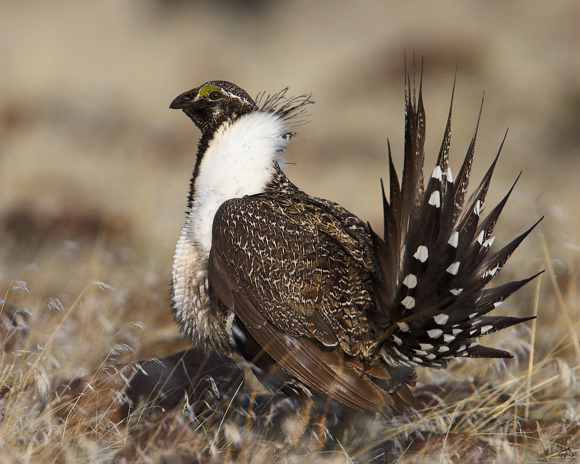 The sage grouse is another species endangered by wildfire. Current population numbers are estimated to be around 700 in Washington.