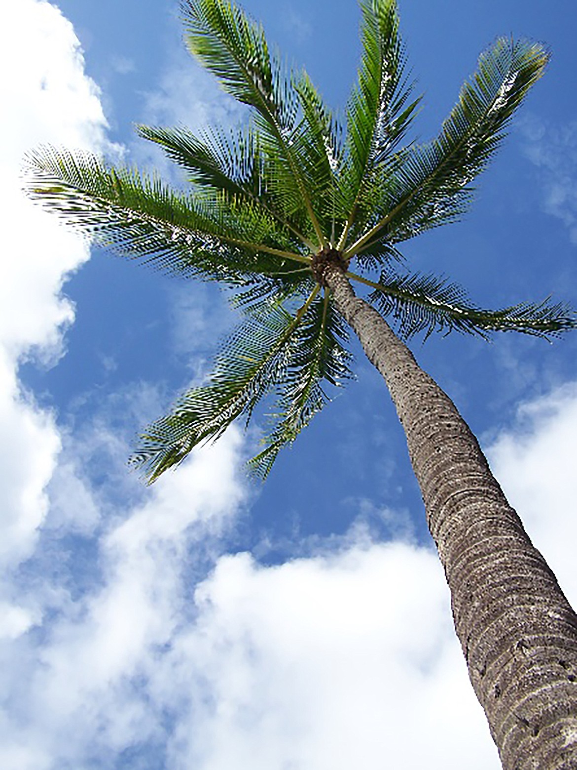 A photo of a palm tree taken by A.C. Woolnough during a previous trip.
