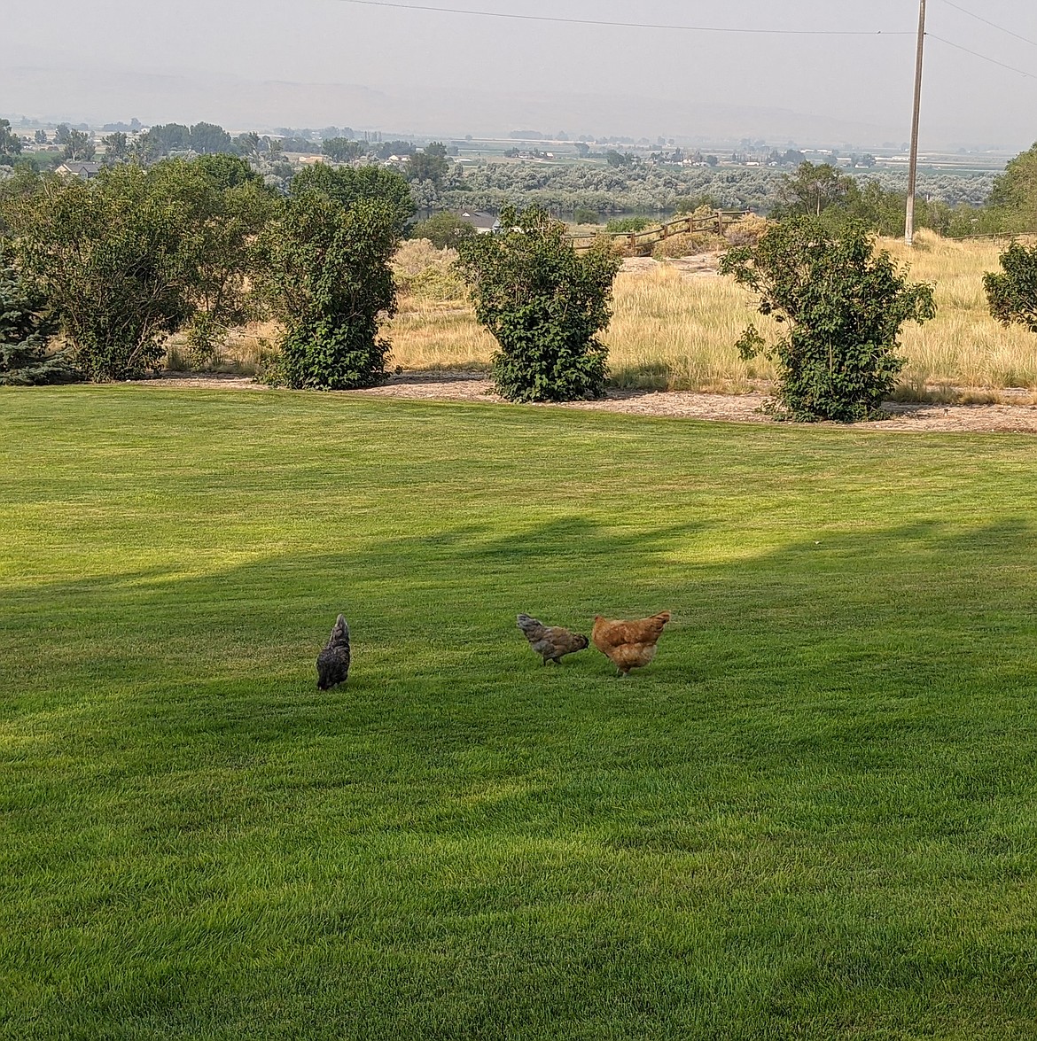 Chickens love living near the waterways in the southern part of Idaho. Probably.