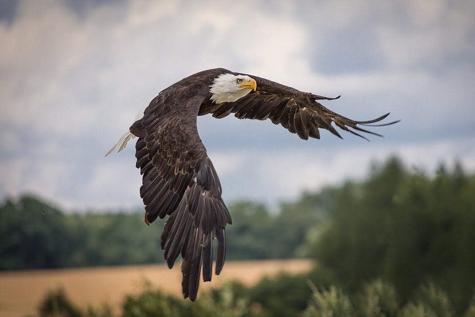 Critters of North Idaho: Bald Eagle | Coeur d'Alene Press