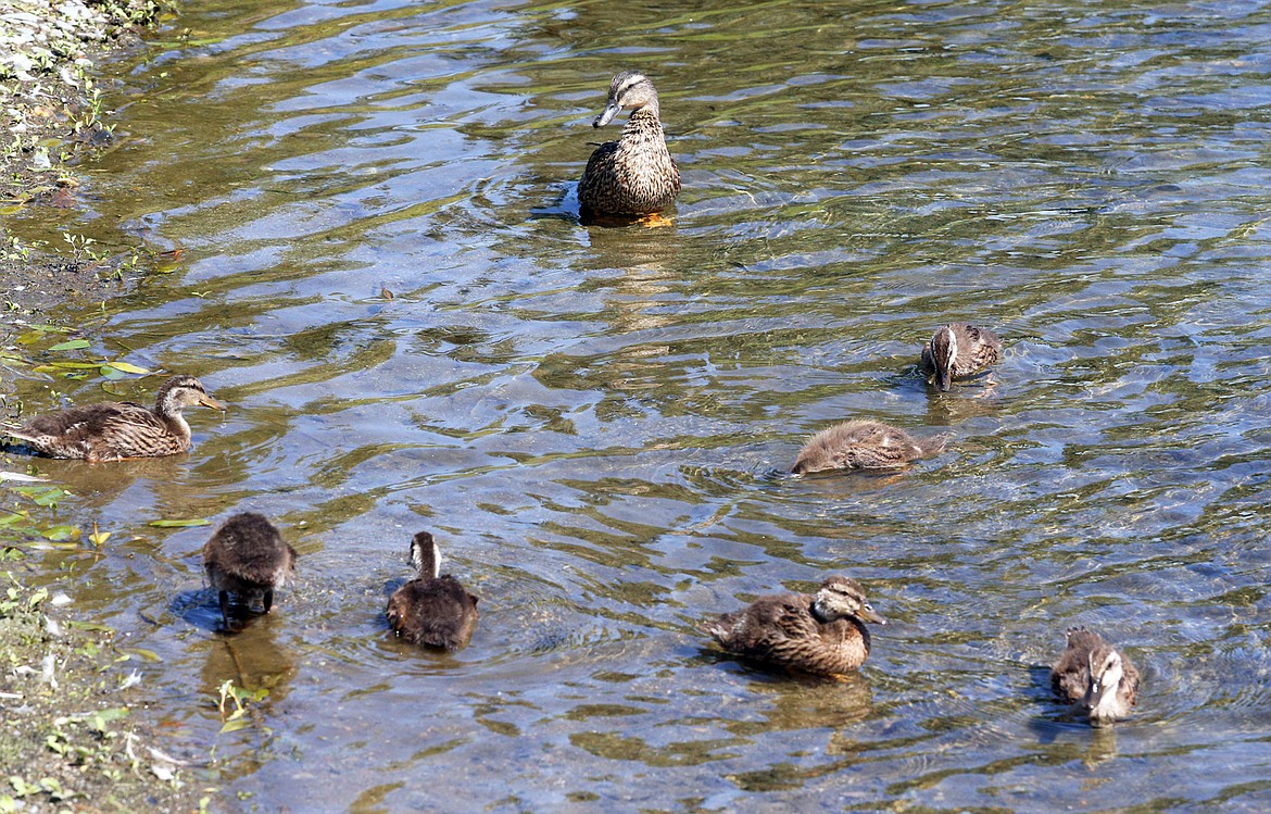 A mom keeps an eye on her family in the pond at Riverstone on Friday.