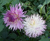 MY GARDEN PATH: Blink and you've missed it!