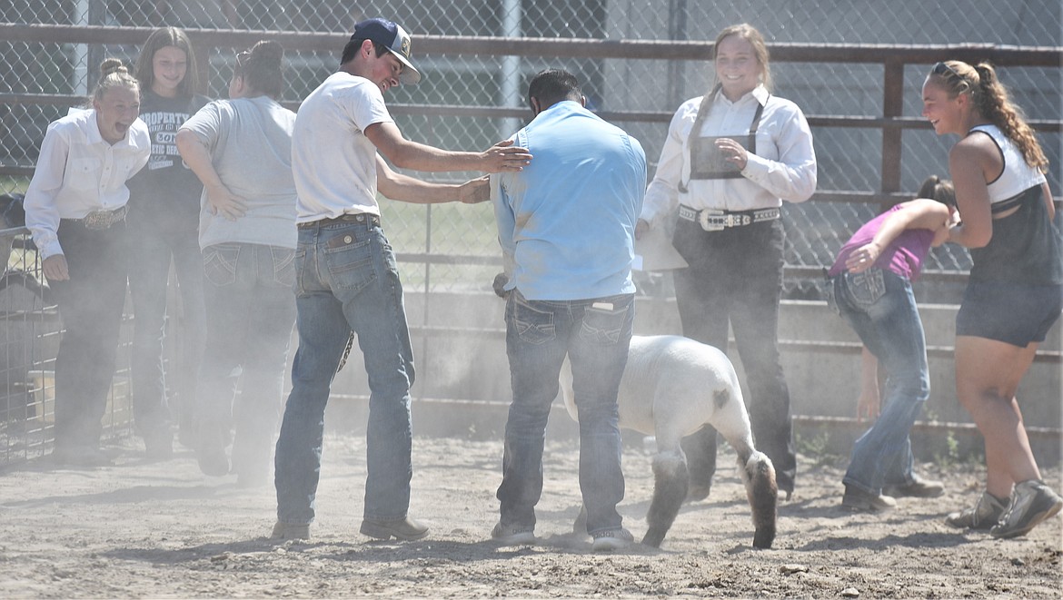 A sheep got loose and ran around the arena during the large animal round robin. Sheep judge Ron Cullis didn't hesitate in getting some dirt on his clothes. Once the sheep was surrounded, Cullis wrestled the animal to the ground and regained control, much to the enjoyment those watching in the arena. (Scot Heisel/Lake County Leader)