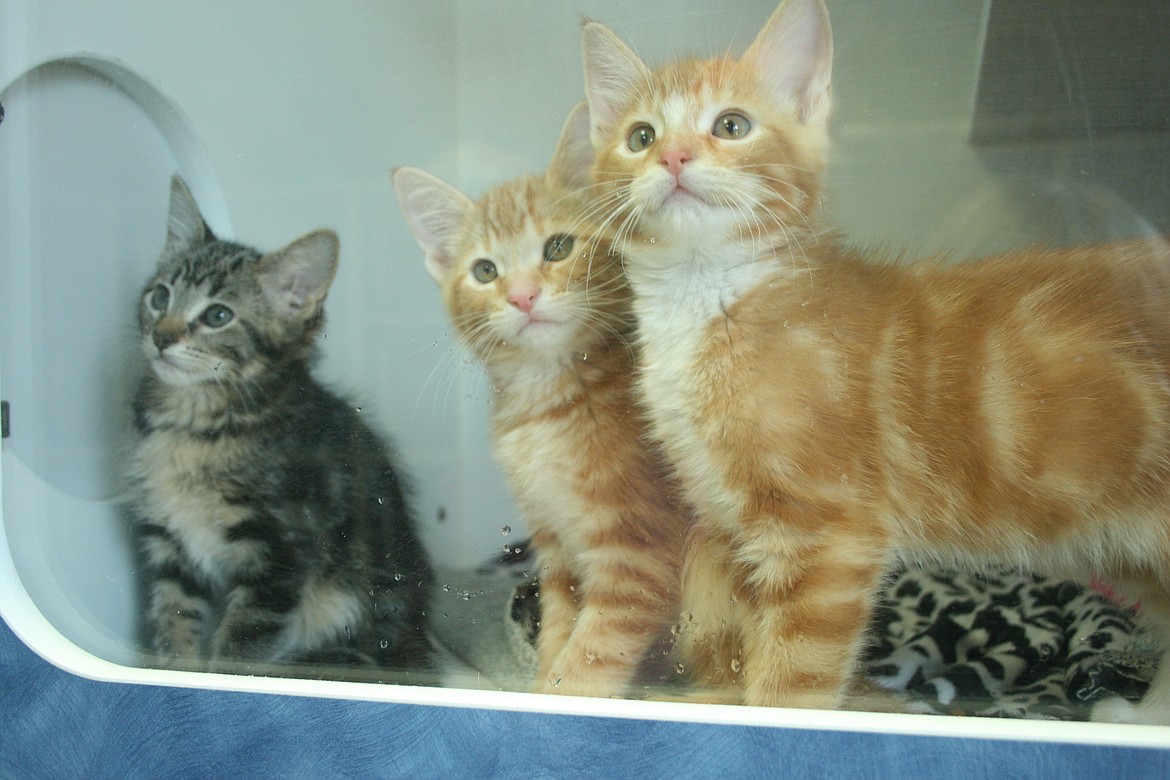 Kittens gaze at an employee at the Adams County Pet Rescue facility.