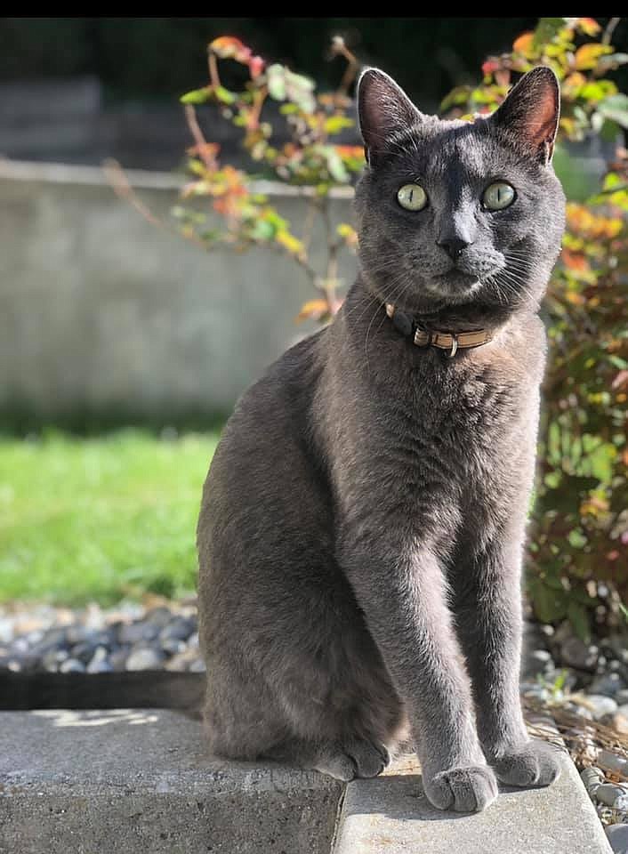 Smokey disappeared recently from a local pet boarding facility. Courtesy photo.