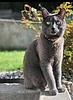 Still seeking Smokey