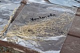 Facing ventenata, officials switch strategy from eradication to containment