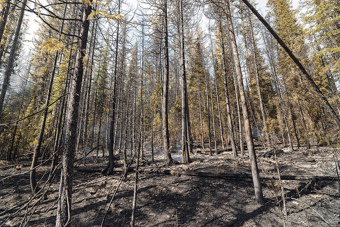 While the fire will kill species like spruce and subalpine fir, fire resistant species like larch can often survive a fire of this nature. Here the fire burned down to the Hay Creek Road.