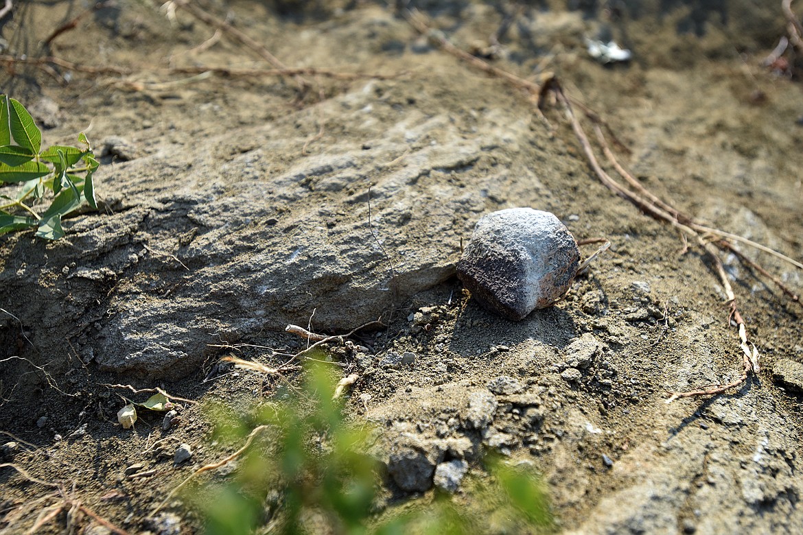 A piece of dinosaur bone sits on the ground, blending in with the surrounding rock. (Jeremy Weber/Daily Inter Lake)