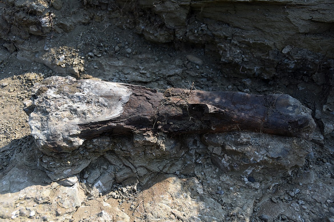 A massive hadrosaur femur sit exposed to the surface for the first time in 74 million years at the NorthWest Montana Fossils dig site east of the Divide. (Jeremy Weber/Daily Inter Lake)