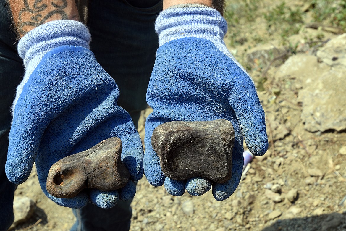 NorthWest Montana Fossils owner Aamon Jaeger shows the difference between a T-Rex toe bone (left) and a hadrosaur toe bone (right). (Jeremy Weber/Daily Inter Lake)