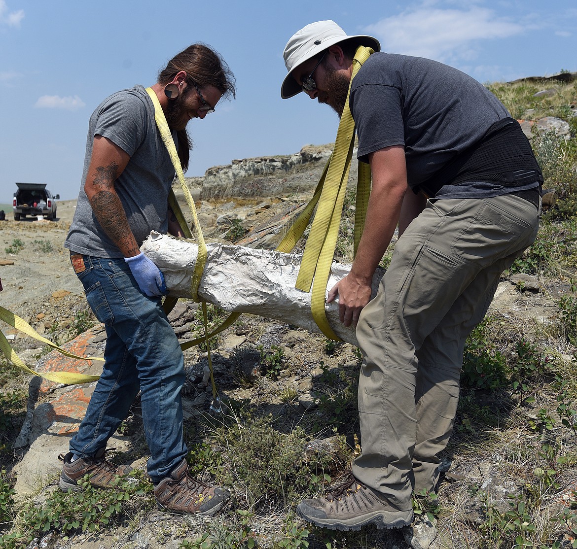 NorthWest Montana Fossils owner Aamon Jaeger (left) and Zane Rhyneer carefully transport a hadrosaur femur weighing in excess of 100 pounds. (Jeremy Weber/Daily Inter Lake)