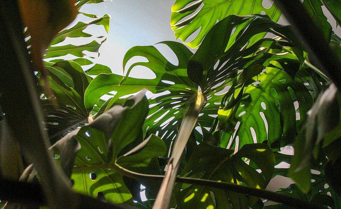 Limbs of the Monstera plant grow toward the skylight inside Eric and Karen Lindberg’s home.