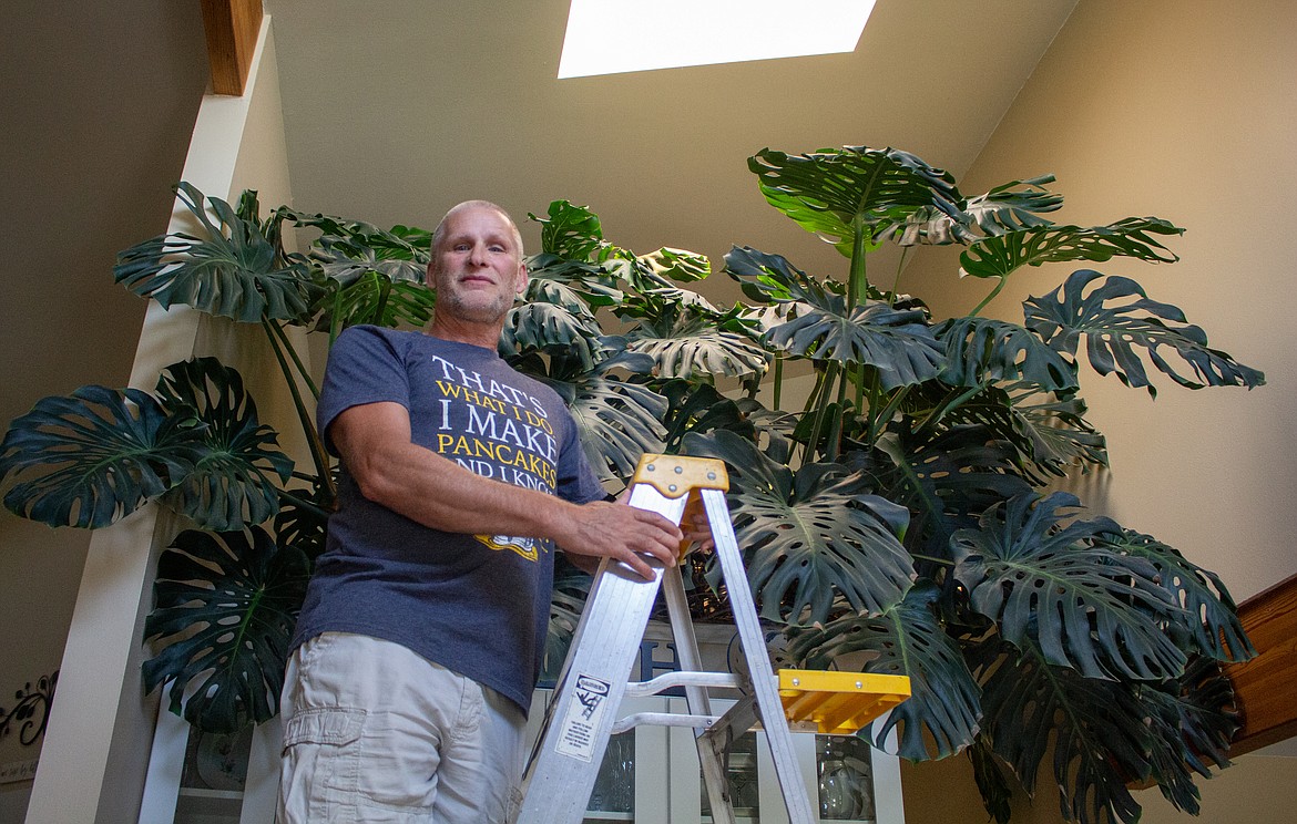 Eric Lindberg of Moses Lake stands atop a ladder in front of the Monstera plant growing above his laundry room in his home.